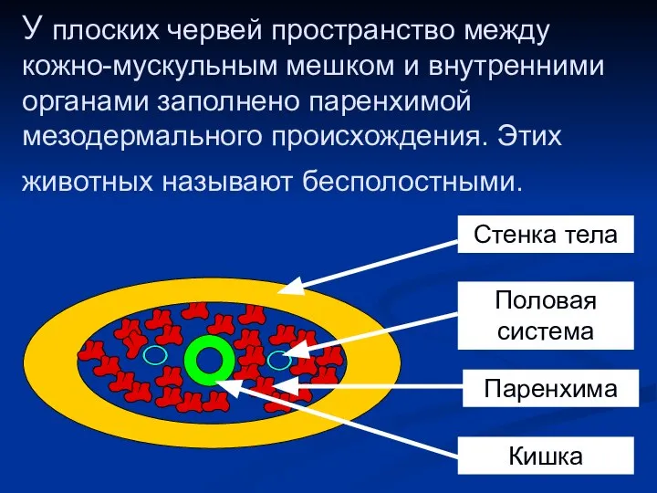 У плоских червей пространство между кожно-мускульным мешком и внутренними органами заполнено