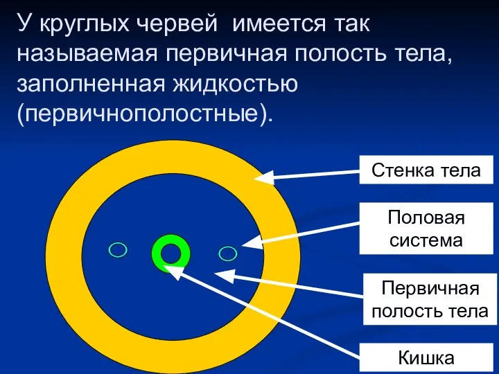 У круглых червей имеется так называемая первичная полость тела, заполненная жидкостью