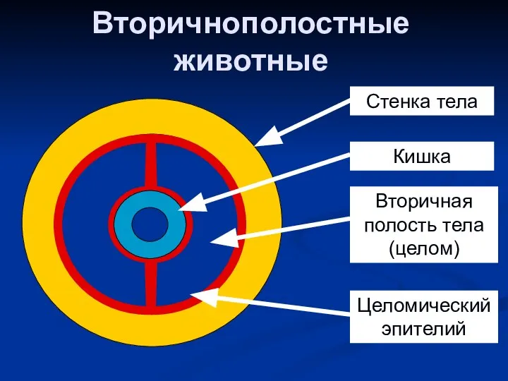 Вторичнополостные животные Стенка тела Кишка Целомический эпителий Вторичная полость тела (целом)