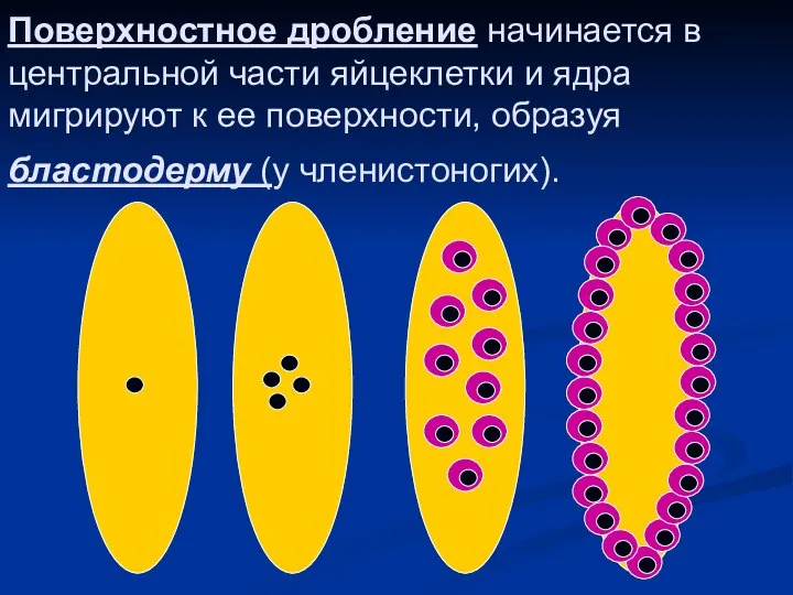 Поверхностное дробление начинается в центральной части яйцеклетки и ядра мигрируют к