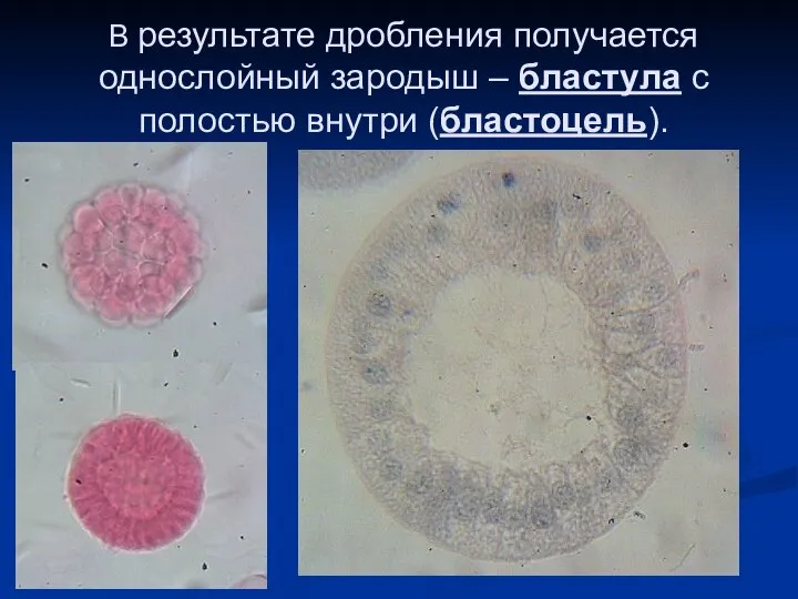 В результате дробления получается однослойный зародыш – бластула с полостью внутри (бластоцель).