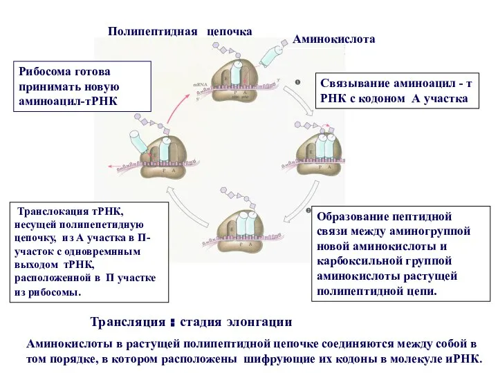 Трансляция : стадия элонгации Аминокислоты в растущей полипептидной цепочке соединяются между