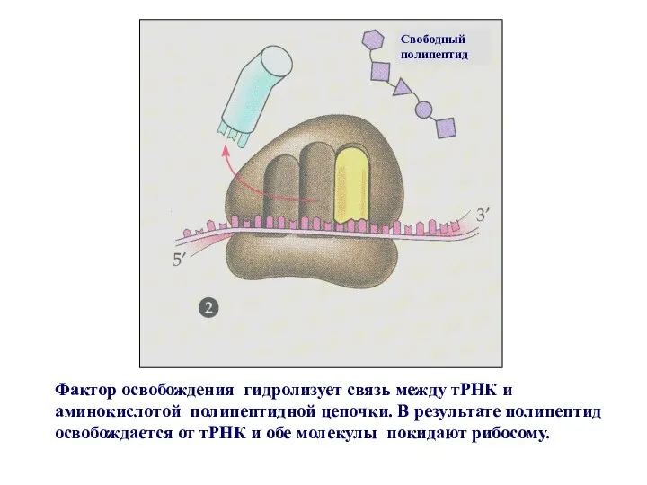 Фактор освобождения гидролизует связь между тРНК и аминокислотой полипептидной цепочки. В