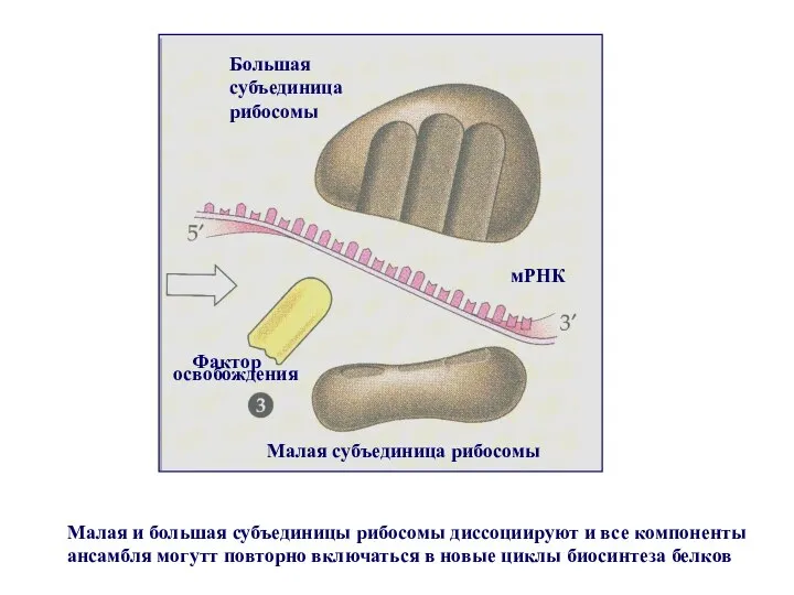 Малая и большая субъединицы рибосомы диссоциируют и все компоненты ансамбля могутт