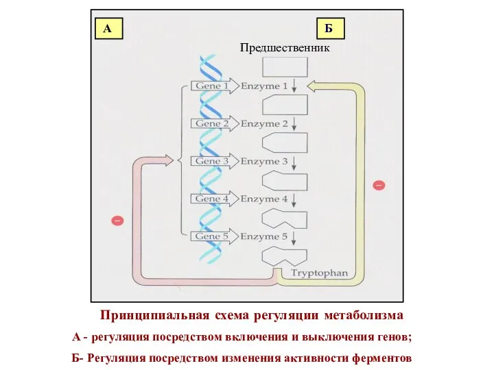 Б Принципиальная схема регуляции метаболизма А - регуляция посредством включения и