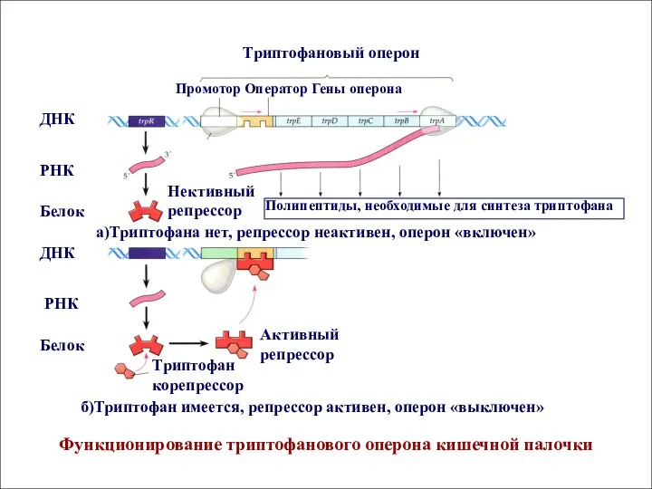 Полипептиды, необходимые для синтеза триптофана а)Триптофана нет, репрессор неактивен, оперон «включен»