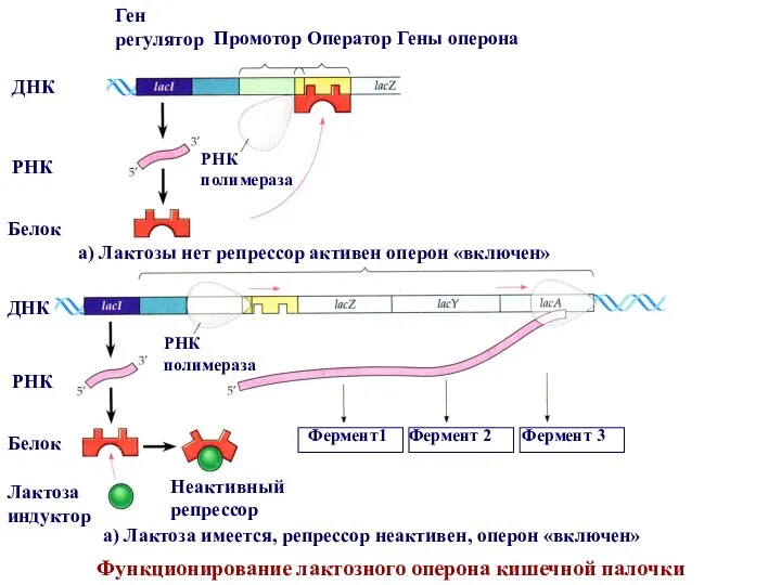 Функционирование лактозного оперона кишечной палочки