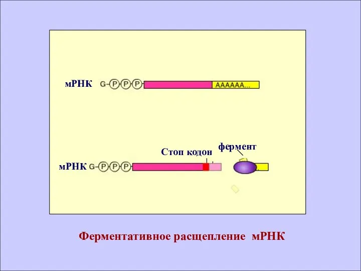 Ферментативное расщепление мРНК мРНК мРНК фермент Стоп кодон