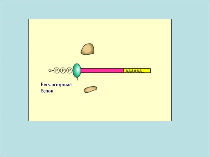Регуляторный белок
