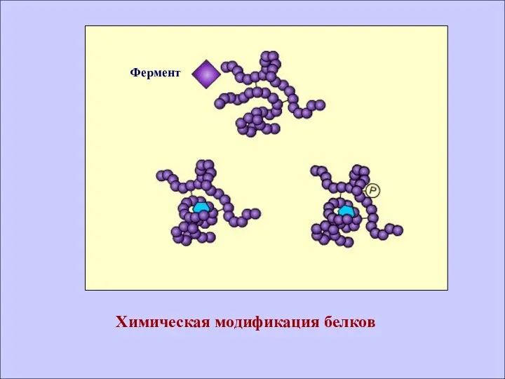 Химическая модификация белков Фермент