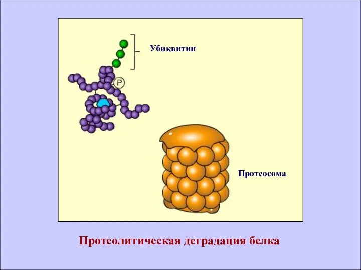 Убиквитин Протеосома Протеолитическая деградация белка