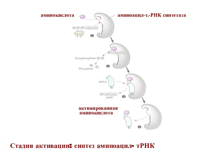 аминоацил-т.-РНК синтетаза активированная аминокислота аминокислота Стадия активации: синтез аминоацил- тРНК