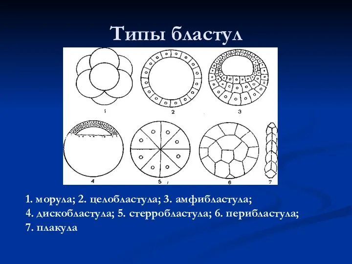 Типы бластул 1. морула; 2. целобластула; 3. амфибластула; 4. дискобластула; 5. стерробластула; 6. перибластула; 7. плакула