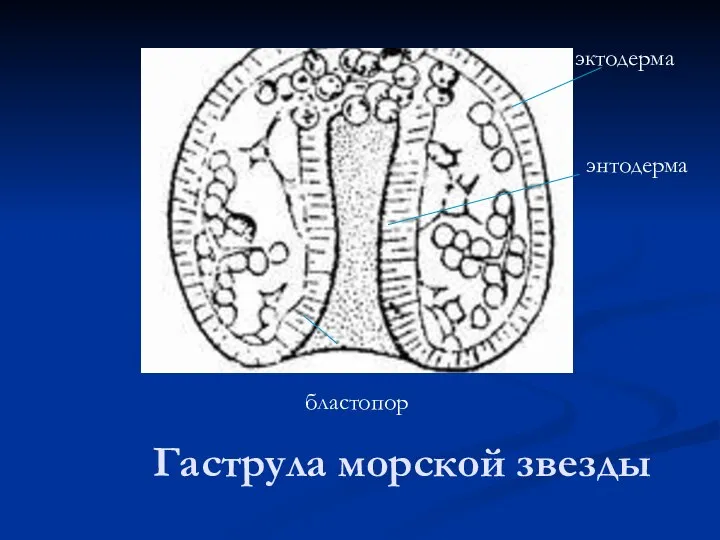 Гаструла морской звезды бластопор эктодерма энтодерма