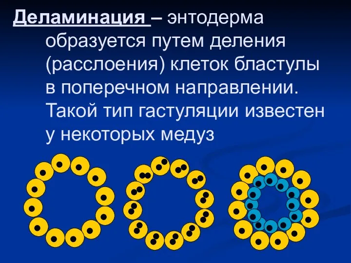 Деламинация – энтодерма образуется путем деления (расслоения) клеток бластулы в поперечном