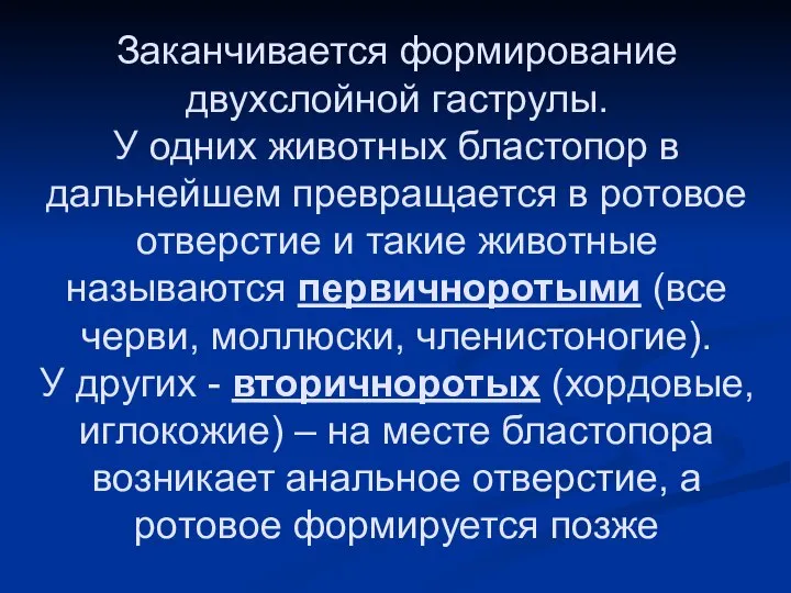 Заканчивается формирование двухслойной гаструлы. У одних животных бластопор в дальнейшем превращается