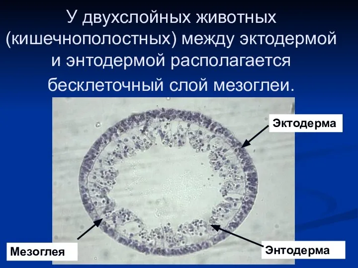 У двухслойных животных (кишечнополостных) между эктодермой и энтодермой располагается бесклеточный слой мезоглеи. Эктодерма Энтодерма Мезоглея