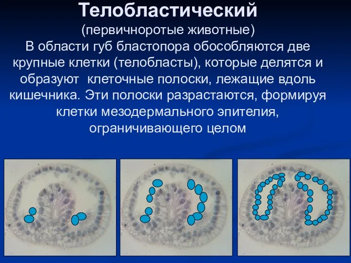 Телобластический (первичноротые животные) В области губ бластопора обособляются две крупные клетки