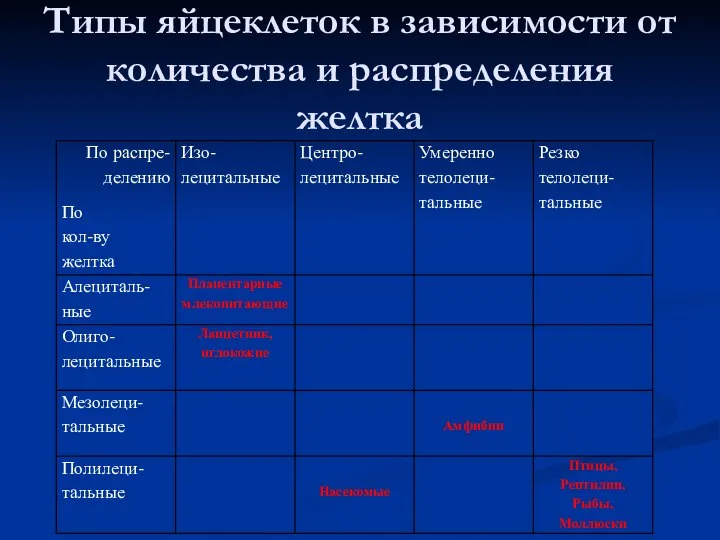 Типы яйцеклеток в зависимости от количества и распределения желтка