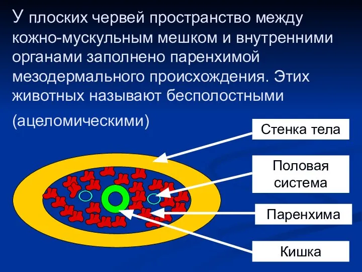 У плоских червей пространство между кожно-мускульным мешком и внутренними органами заполнено