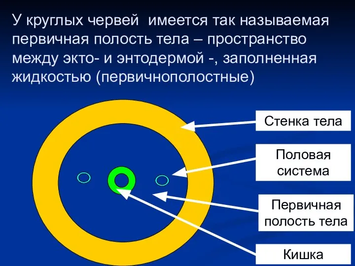 У круглых червей имеется так называемая первичная полость тела – пространство