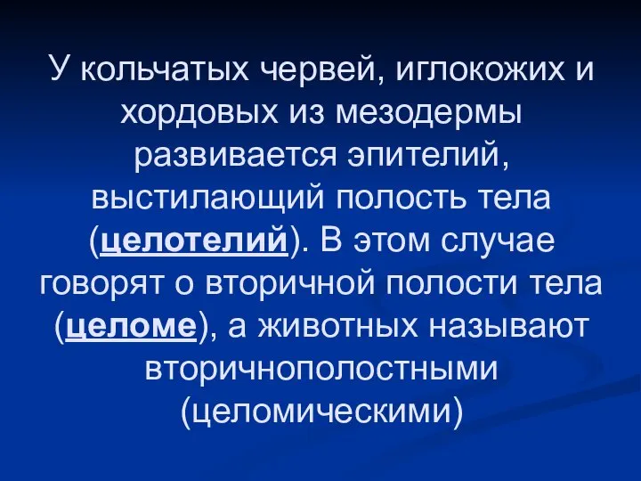 У кольчатых червей, иглокожих и хордовых из мезодермы развивается эпителий, выстилающий