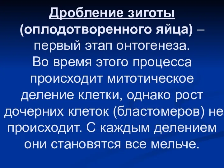 Дробление зиготы (оплодотворенного яйца) – первый этап онтогенеза. Во время этого