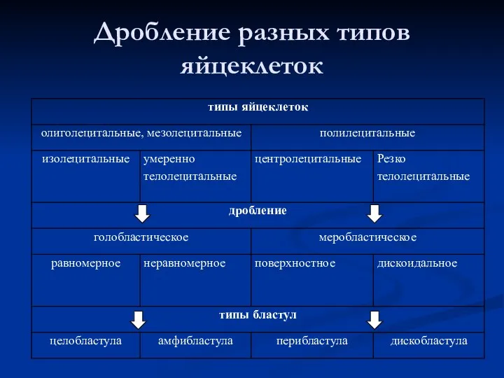 Дробление разных типов яйцеклеток