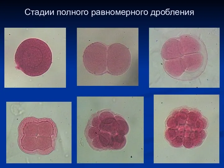 Стадии полного равномерного дробления