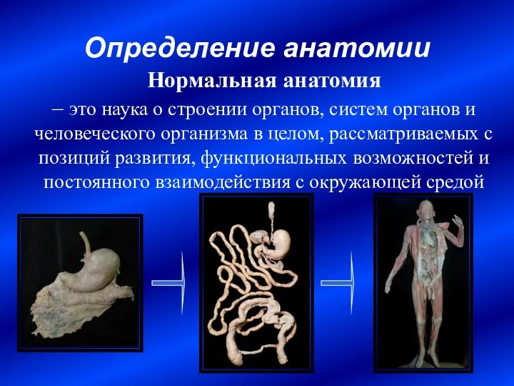 Определение анатомии Нормальная анатомия – это наука о строении органов, систем