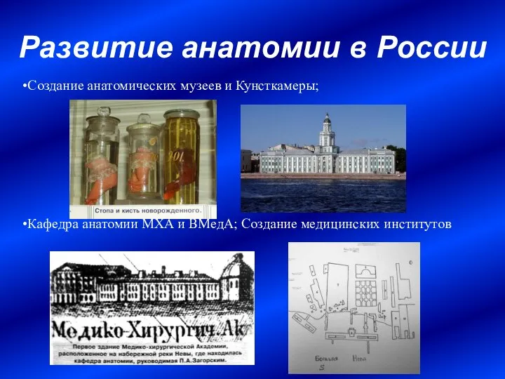 Развитие анатомии в России Создание анатомических музеев и Кунсткамеры; Кафедра анатомии