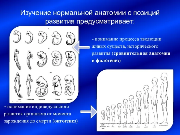 Изучение нормальной анатомии с позиций развития предусматривает: - понимание процесса эволюции