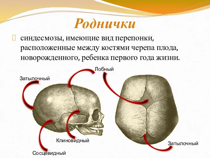 Роднички синдесмозы, имеющие вид перепонки, расположенные между костями черепа плода, новорожденного,