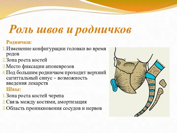 Роль швов и родничков Роднички: Изменение конфигурации головки во время родов