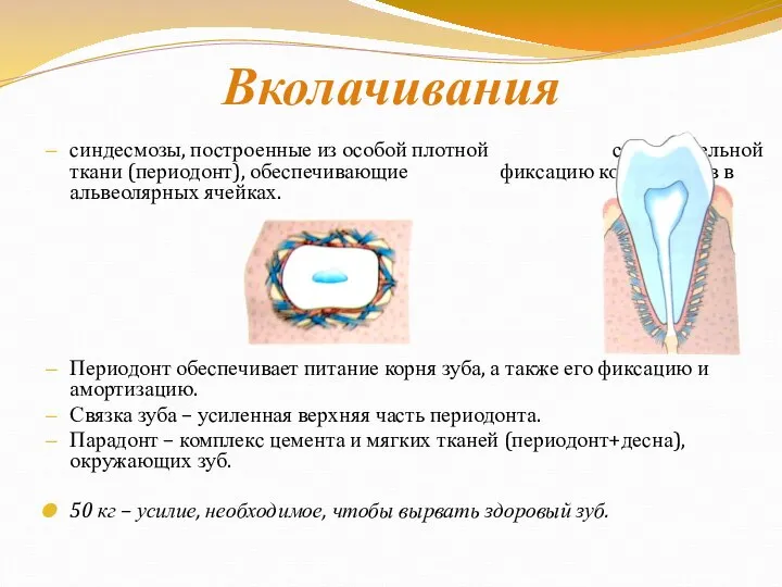 Вколачивания синдесмозы, построенные из особой плотной соединительной ткани (периодонт), обеспечивающие фиксацию