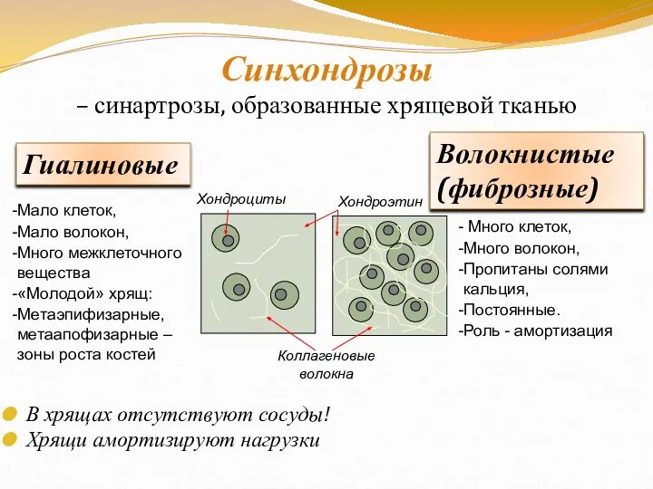 Синхондрозы – синартрозы, образованные хрящевой тканью В хрящах отсутствуют сосуды! Хрящи