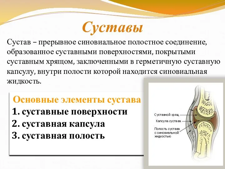 Суставы Сустав – прерывное синовиальное полостное соединение, образованное суставными поверхностями, покрытыми