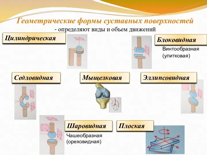 Геометрические формы суставных поверхностей - определяют виды и объем движений Цилиндрическая