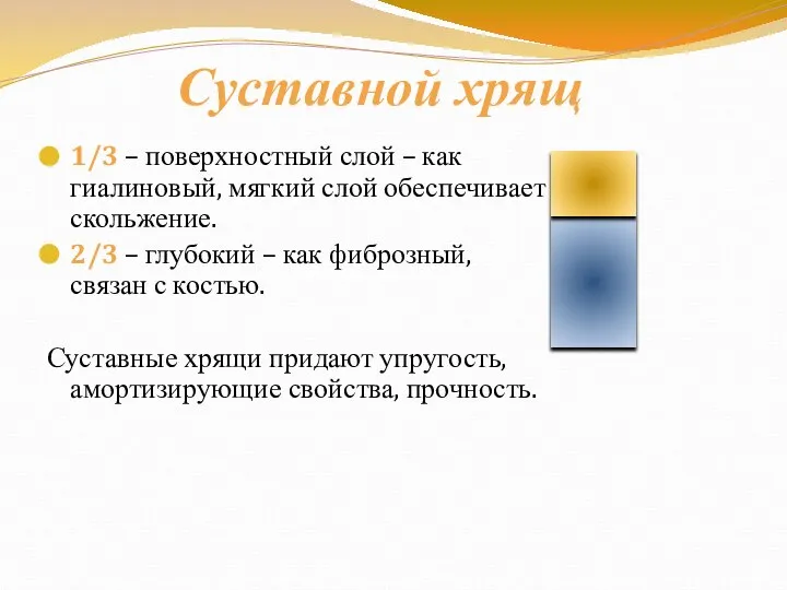 Суставной хрящ 1/3 – поверхностный слой – как гиалиновый, мягкий слой