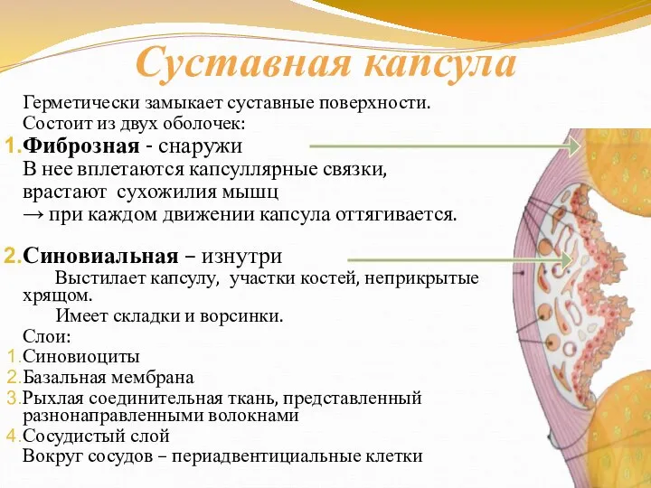 Суставная капсула Герметически замыкает суставные поверхности. Состоит из двух оболочек: Фиброзная