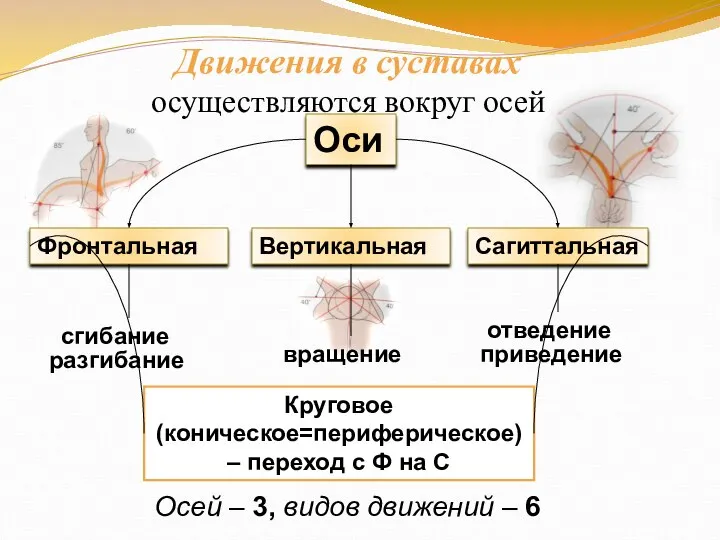 Движения в суставах осуществляются вокруг осей Фронтальная Вертикальная Сагиттальная сгибание разгибание