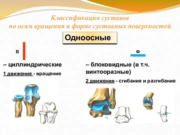 Классификация суставов по осям вращения и форме суставных поверхностей Одноосные –