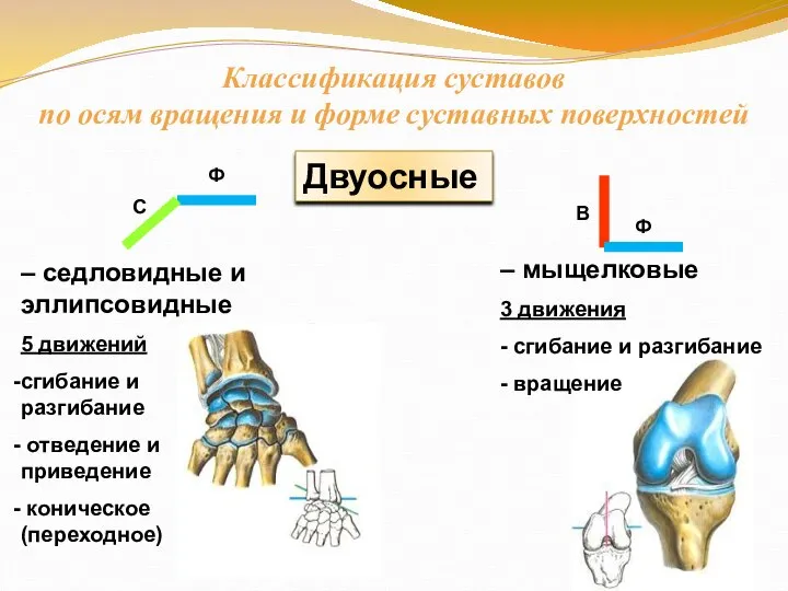 Двуосные – мыщелковые 3 движения - сгибание и разгибание - вращение