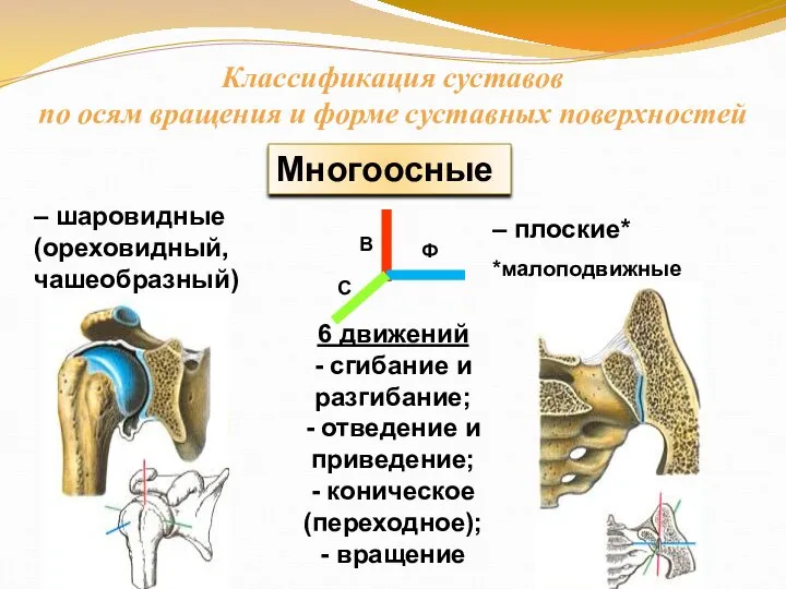 Многоосные – шаровидные (ореховидный, чашеобразный) – плоские* *малоподвижные 6 движений -