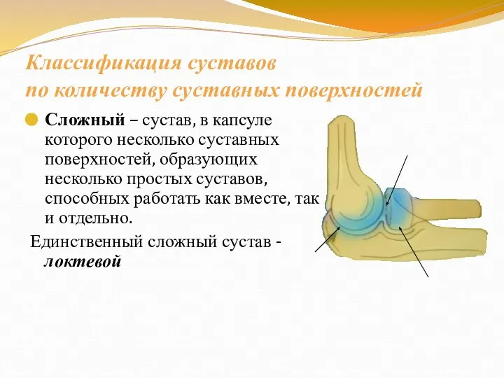 Классификация суставов по количеству суставных поверхностей Сложный – сустав, в капсуле