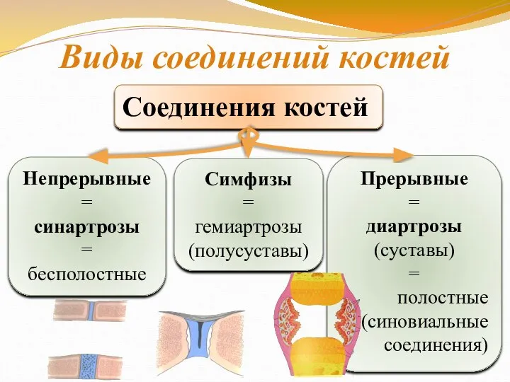 Виды соединений костей Соединения костей Непрерывные = синартрозы = бесполостные Прерывные