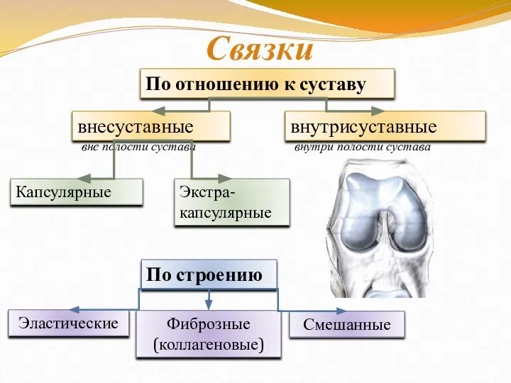 Связки внесуставные внутрисуставные внутри полости сустава вне полости сустава Капсулярные Экстра-капсулярные