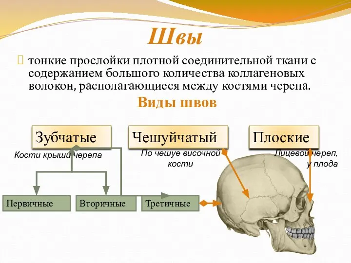 Швы тонкие прослойки плотной соединительной ткани с содержанием большого количества коллагеновых