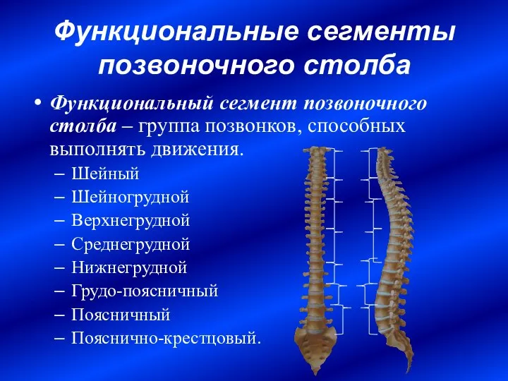 Функциональные сегменты позвоночного столба Функциональный сегмент позвоночного столба – группа позвонков,