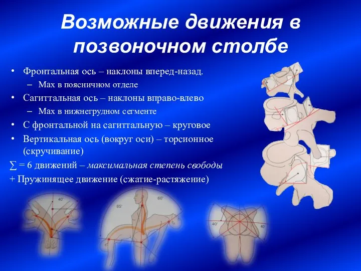 Возможные движения в позвоночном столбе Фронтальная ось – наклоны вперед-назад. Max